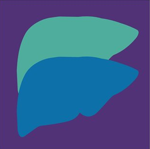Vector liver graphic