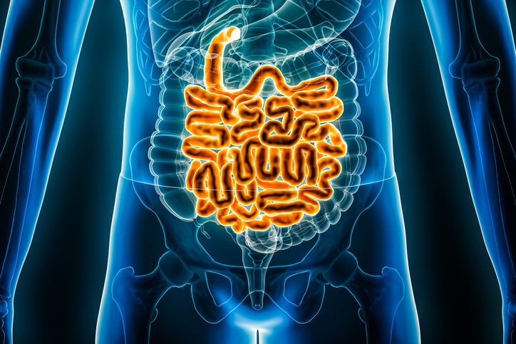 Digital graphic of human body with small intestine highlighted