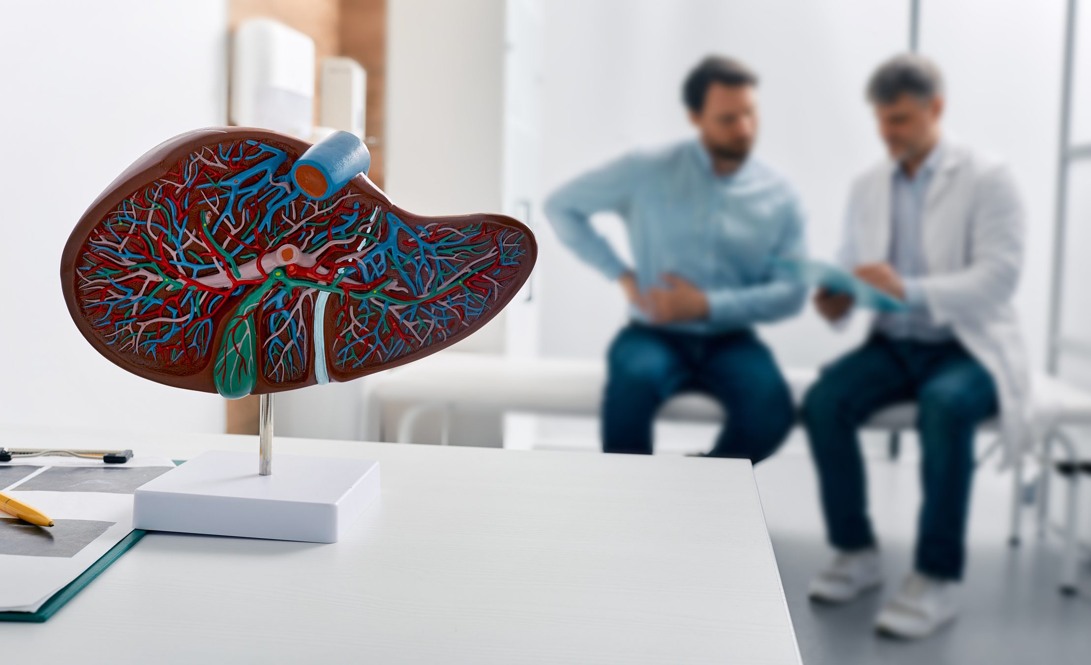 Anatomical liver model on desk and practitioner talking to patient in the background