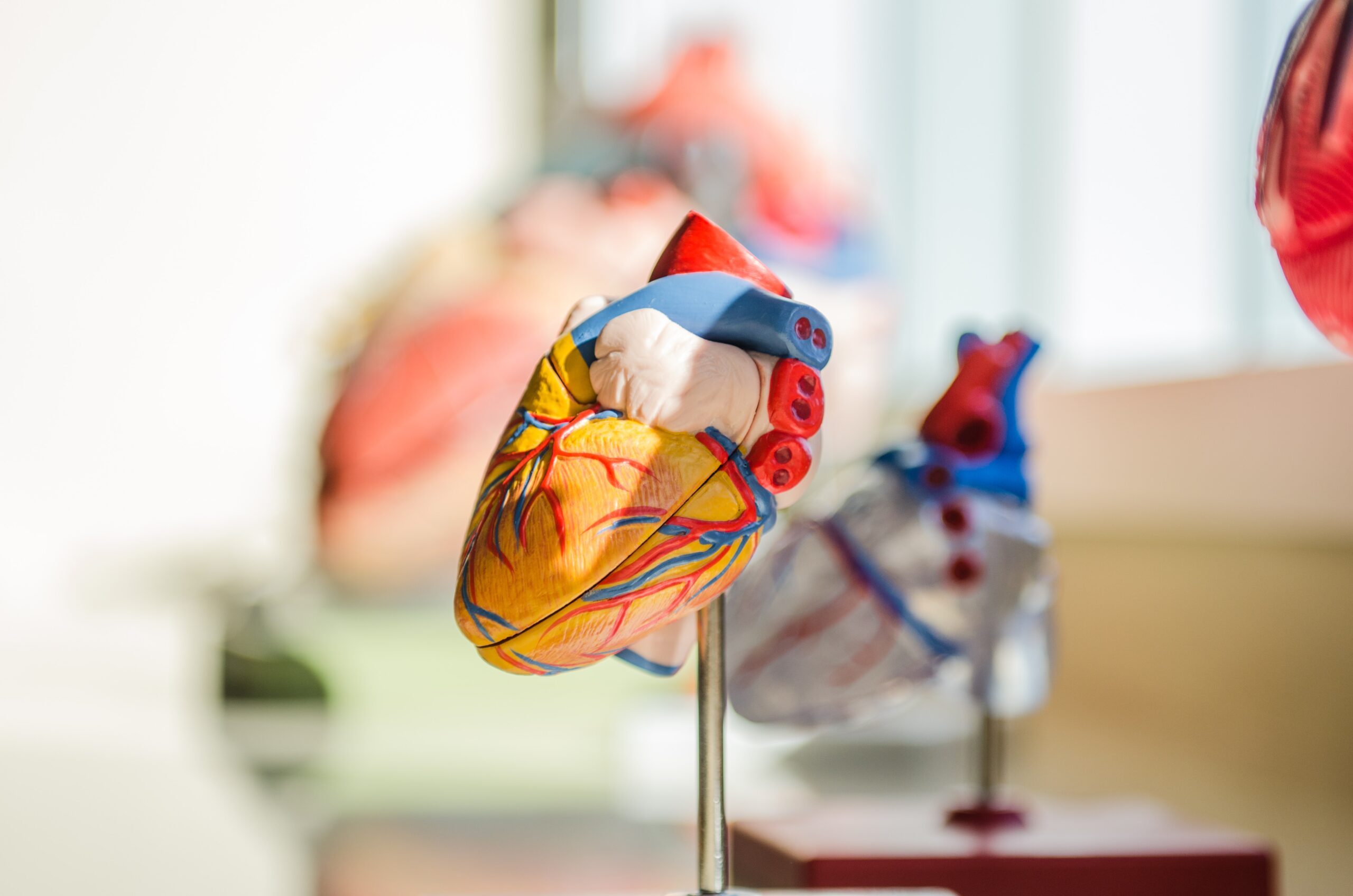 Anatomical model of a heart