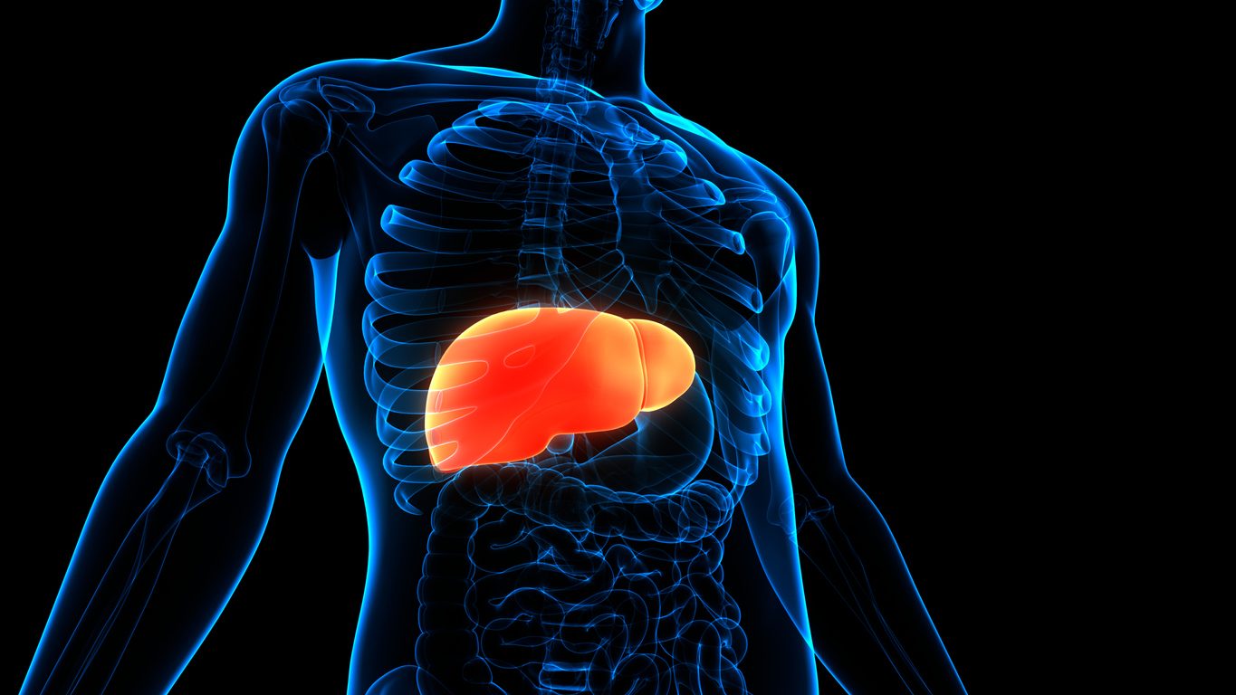 Digital image of human body with liver highlighted in red