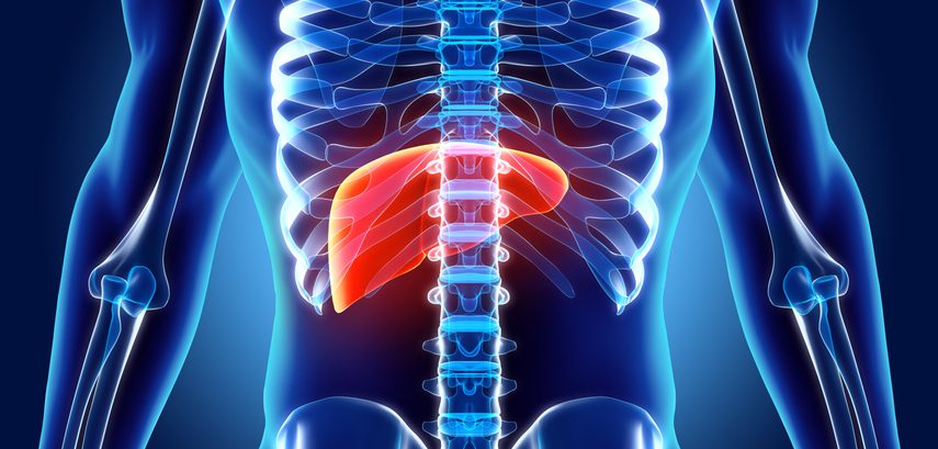 3D illustration of Liver.