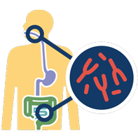 Icon Oral intestinal and sistemic health close up of anatomy