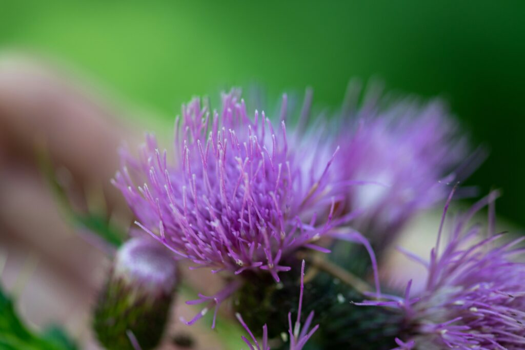 Milk thistle flower