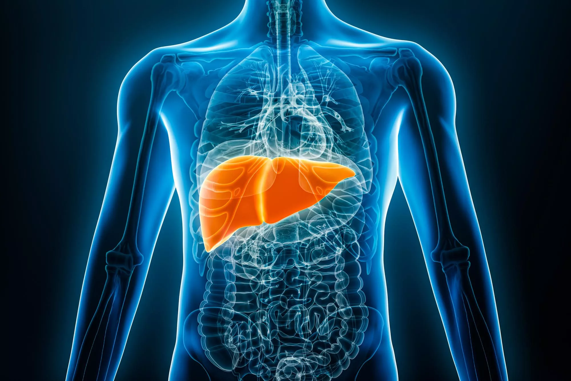 Xray image of human body with liver highlighted in red